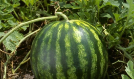 今日吃瓜热门大瓜每日更新,紧跟热门大瓜，揭秘娱乐圈最新动态